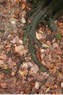 Photo Textures of Roots